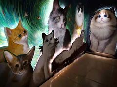 -猫腻·猫咖·撸猫馆(星光大道店)