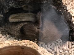 -momokira米努特·德文卷毛猫·棉花面纱犬