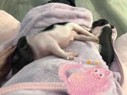 -Moni星球萌宠·小马宝莉·灵蛇·高端高阶全萌宠互动体验俱乐部(红豆国际广场店)