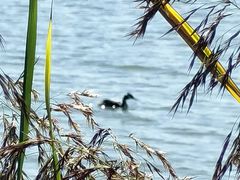 -野鸭湖国家湿地公园