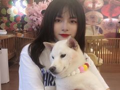 -豆柴町-柴犬主题狗咖(红鼎国际C座店)
