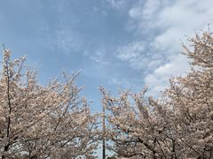 -武汉大学-樱园