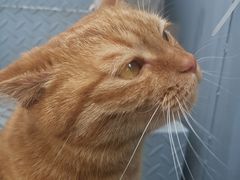 -喵屿·大理花园猫咖