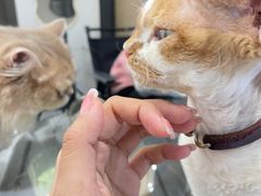 -琪喵猫屋·撸猫猫咖·猫舍
