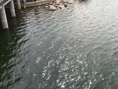 -天津金海湖