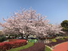 -SONGUOLIFE松果咖啡(七莘路店)