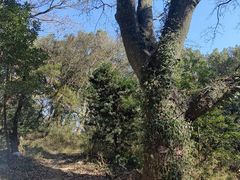 -普陀山慧济禅寺