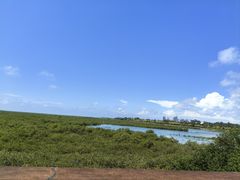 -北海金海湾红树林生态旅游区