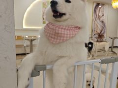 -共舞时光猫咖·狗咖(新街口店)