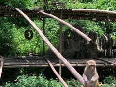 -西双版纳原始森林公园