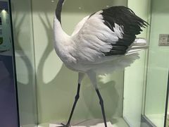 -盐城丹顶鹤湿地生态旅游区