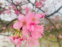 -天适樱花悠乐园