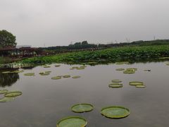 -荷塘月色湿地公园·向阳花洲