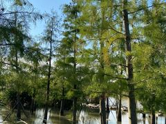 -上海长兴岛郊野公园