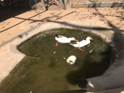 -上美四季动物农场