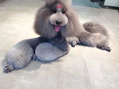 -宠物梦想家(日月豪庭店)