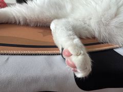 -四月宠物医院·猫专科·心脏专科·内科(转塘店)