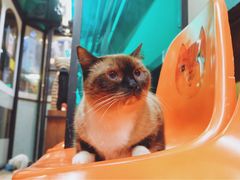 -猫咪博物馆(顶澳仔猫街店)