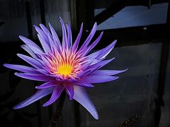 -国家植物园南园