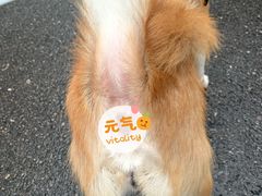 -爱妮康宠物医院·干细胞免疫细胞·肿瘤·心脏(张江店)