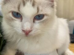 -藏猫猫咖啡主题馆(中央大道店)