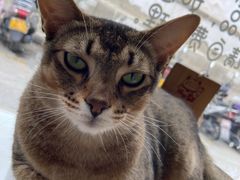 -喵屿·大理花园猫咖