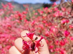 -木兰云雾山