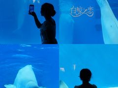 -海合安成都极地海洋公园