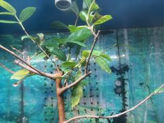 -上海大自然野生昆虫馆(东方明珠·爬宠昆虫探索中心)
