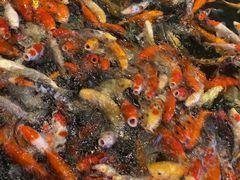 -龙悦湾酒家·八阵鱼生·渔人码头店