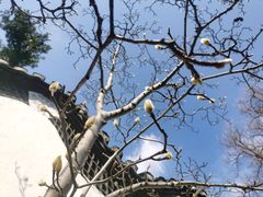 -豫园