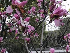-新江湾城公园