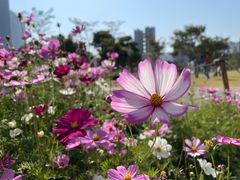 -香蜜公园