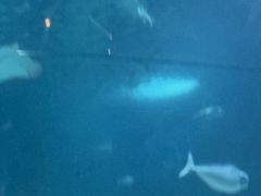 -悉尼海洋生物水族馆