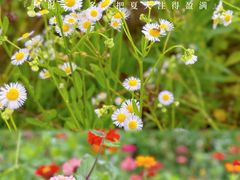 -西京湾花海