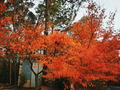 -东山风景区(洞庭东山)