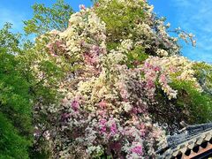 -深圳国际园林花卉博览园