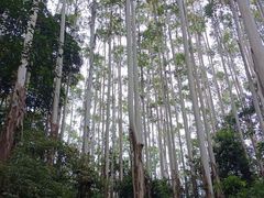 -黄埔油麻山森林公园