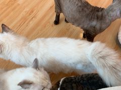 -momokira米努特·德文卷毛猫·棉花面纱犬
