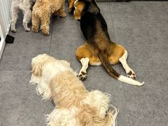 -有喵·猫咖·狗咖·40+猫狗有小奶狗(岗厦店)