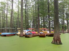 -渌洋湖湿地公园
