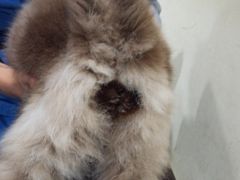 -宠物星动物医院·眼科·异宠·猫科(江南大道总院)