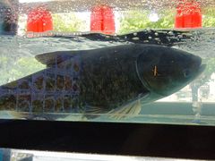 -老农民柴火灶鲜鱼馆