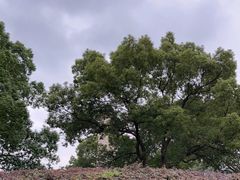 -上海月湖雕塑公园