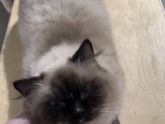 -more than meow吴止猫主题餐厅(承德 中船汇店)