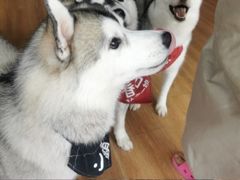 -Husky Go! 哈士奇体验馆·宠物咖啡厅狗咖