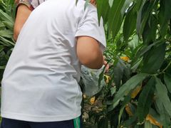 -南汇新场正宗水蜜桃采摘