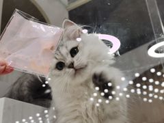 -COLOR PETS 撸猫馆·购猫·猫咖(长风大悦城店)