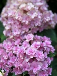 -中国福利会国际和平妇幼保健院(徐汇院区)