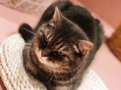 -猫儿山۰猫主题餐厅